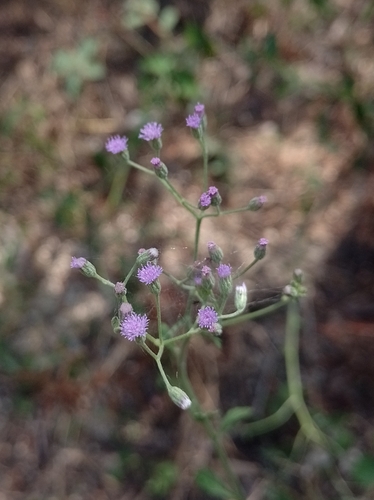 little ironweed (Cyanthillium cinereum)