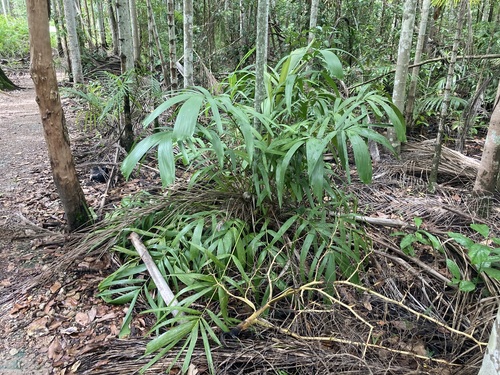 Wendland's Palm (Hydriastele wendlandiana)