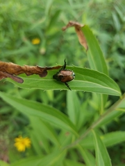 Popillia japonica