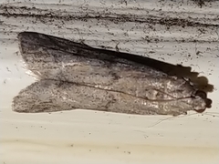 Vitula serratilineella