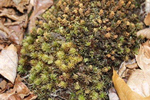 Wavy Starburst Moss (Atrichum altecristatum)