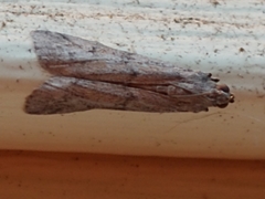 Vitula serratilineella