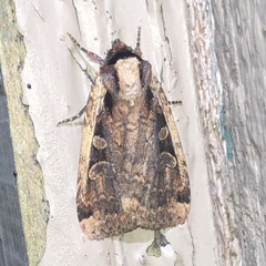 Eueretagrotis sigmoides