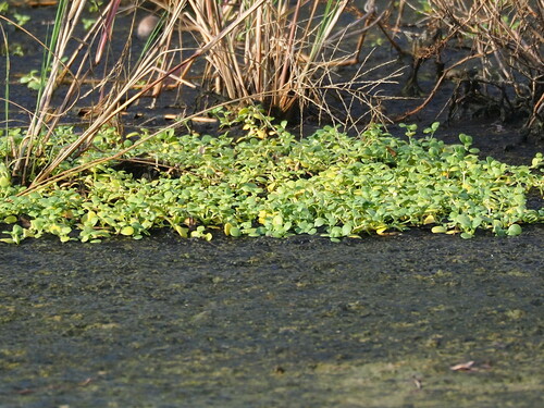 Peplidium maritimum (Peplidium maritimum)