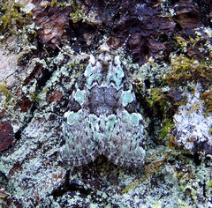 Leuconycta lepidula