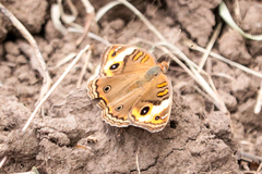Junonia zonalis