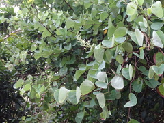 Bauhinia racemosa