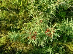 Sphaerophysa salsula
