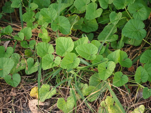 Image of Ipomoea violacea by no rights reserved