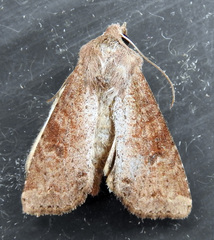 Apamea alia