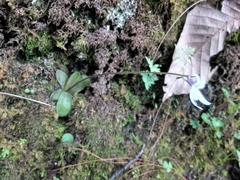 Pinguicula parvifolia