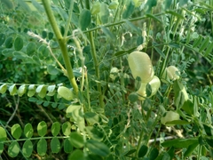Sphaerophysa salsula