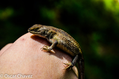 Sceloporus subniger