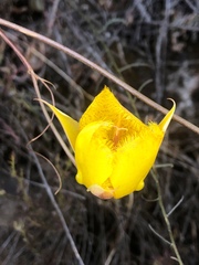Calochortus weedii weedii