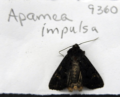 Apamea impulsa