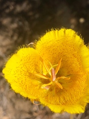 Calochortus weedii weedii