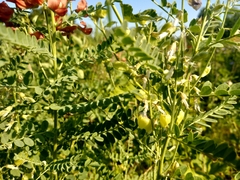 Sphaerophysa salsula