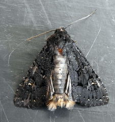 Apamea impulsa