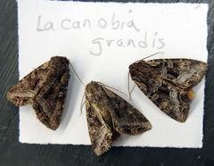 Lacanobia grandis