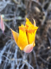 Calochortus weedii weedii