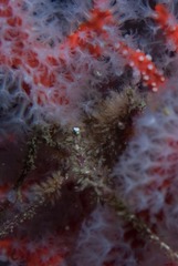 Macropodia falcifera