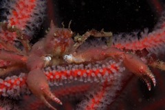 Achaeopsis spinulosa