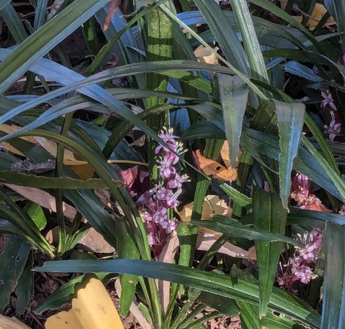 Chinese lucky grass (Reineckea carnea)