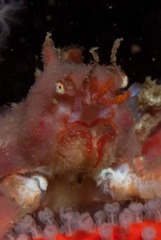 Achaeopsis spinulosa