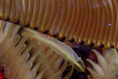 Hippolyte catagrapha