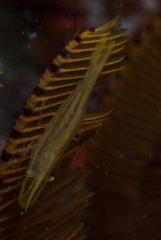 Hippolyte catagrapha