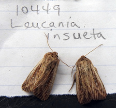 Leucania insueta