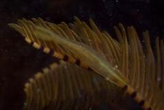 Hippolyte catagrapha