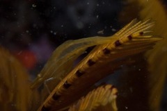 Hippolyte catagrapha