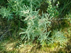 Sphaerophysa salsula