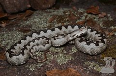 Vipera ammodytes ammodytes