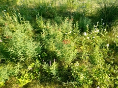 Sphaerophysa salsula