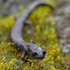 Pseudoeurycea leprosa