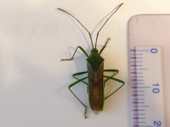 Homoeocerus striicornis