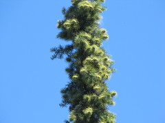 Abies bracteata