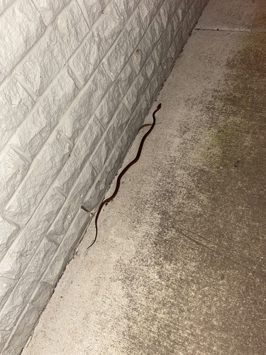 Brown Tree Snake sighting
