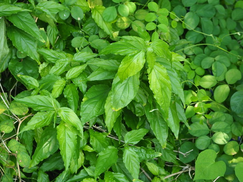 Clinacanthus nutans, photograph 4