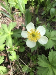 Trollius laxus