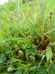 Geissaspis cristata tenella