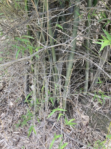 Image of Top-End Bamboo (Bambusa arnhemica) by (c) Thomas Mesaglio, some rights reserved (CC BY)