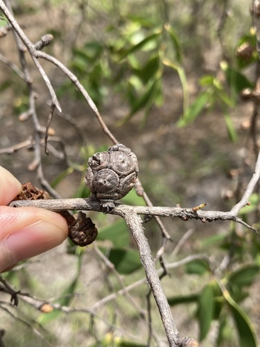 Asteromyrtus symphyocarpa, photograph 6