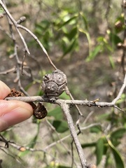 Asteromyrtus symphyocarpa, photograph (c) Thomas Mesaglio, some rights reserved (CC BY)