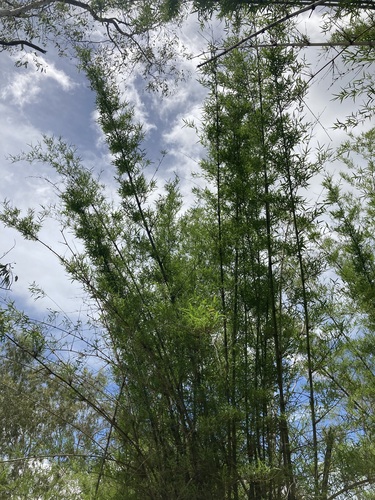 Image of Top-End Bamboo (Bambusa arnhemica) by (c) Thomas Mesaglio, some rights reserved (CC BY)