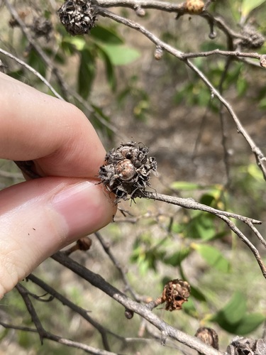 Asteromyrtus symphyocarpa, photograph 5