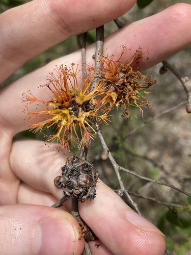 Asteromyrtus symphyocarpa, photograph 4