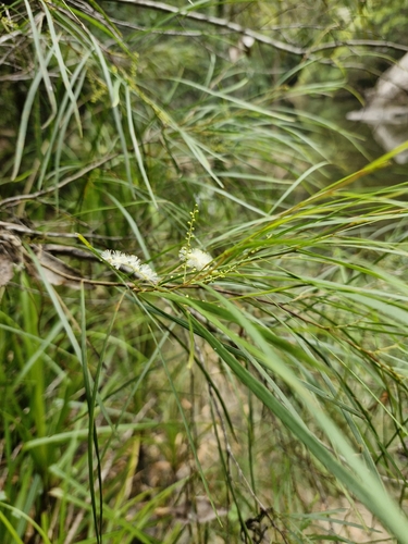 Image of Acacia longissima by (c) ronavery, some rights reserved (CC BY)